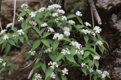 Viburnum erosum