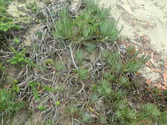 Crassothonna capensis