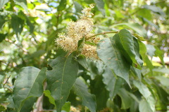 Combretum padoides