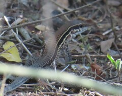 Ameiva praesignis
