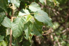 Combretum padoides
