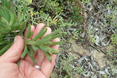 Crassothonna capensis