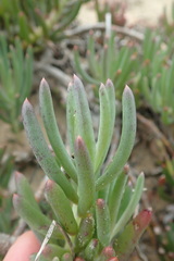 Crassothonna capensis