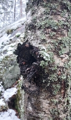 Inonotus obliquus sterilis