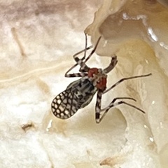 Glyphidops pluricellatus