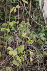 Sargentodoxa cuneata