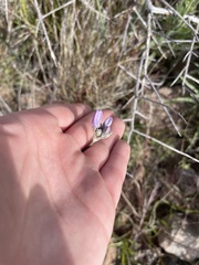 Dipterostemon capitatus