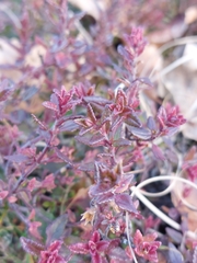 Teucrium chamaedrys