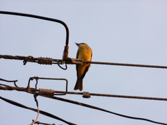 Tyrannus melancholicus