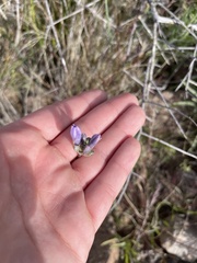 Dipterostemon capitatus