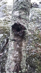 Inonotus obliquus sterilis