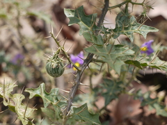 Solanum virginianum