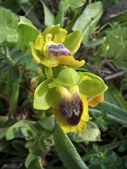 Ophrys lutea