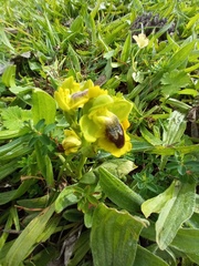 Ophrys lutea