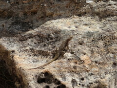 Oplurus quadrimaculatus