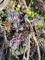 Petrosedum amplexicaule