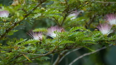 Calliandra surinamensis
