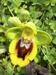 Ophrys lutea