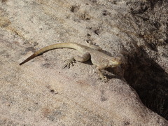 Oplurus quadrimaculatus