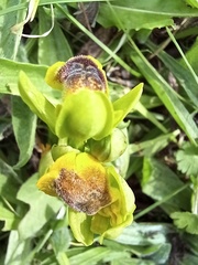 Ophrys lutea