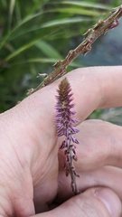 Achyranthes aspera