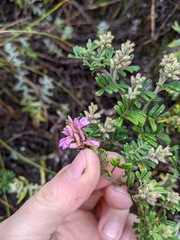 Indigofera bisacculata