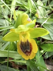 Ophrys lutea