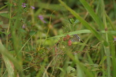 Hemiargus hanno