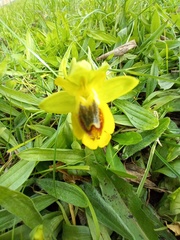 Ophrys lutea