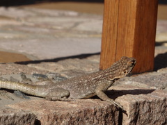 Oplurus quadrimaculatus