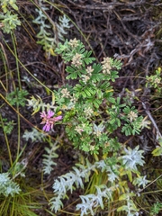 Indigofera bisacculata