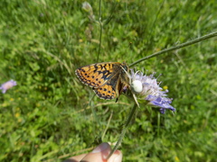 Boloria aquilonaris