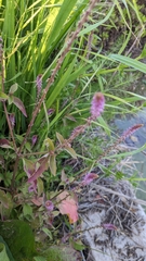 Achyranthes aspera