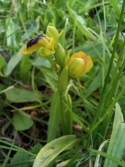 Ophrys lutea