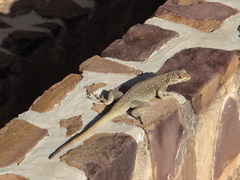 Oplurus quadrimaculatus