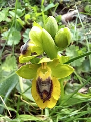 Ophrys lutea