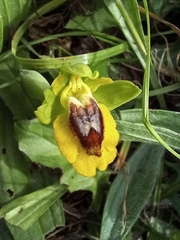 Ophrys lutea