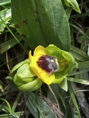 Ophrys lutea