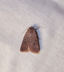 Caradrina flavirena