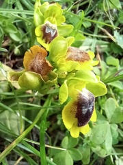 Ophrys lutea