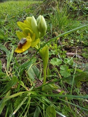 Ophrys lutea