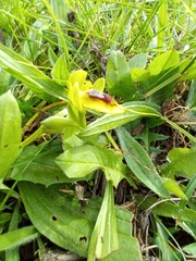 Ophrys lutea