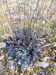 Globularia bisnagarica