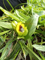 Ophrys lutea