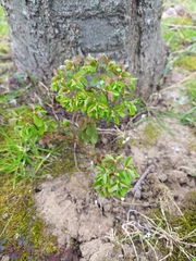 Euphorbia peplus