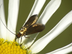 Cauchas rufimitrella