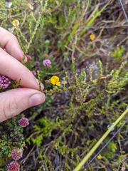 Aspalathus microphylla