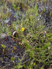 Aspalathus microphylla