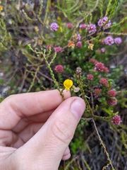 Aspalathus microphylla