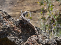 Oplurus cyclurus